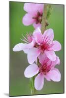 Peach-Tree, Fork, Blossoms, Detail-Herbert Kehrer-Mounted Photographic Print