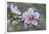 Peach tree frost covered blossom, Texas, USA-Rolf Nussbaumer-Framed Photographic Print