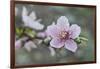 Peach tree frost covered blossom, Texas, USA-Rolf Nussbaumer-Framed Photographic Print