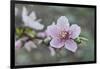 Peach tree frost covered blossom, Texas, USA-Rolf Nussbaumer-Framed Photographic Print