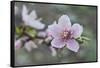 Peach tree frost covered blossom, Texas, USA-Rolf Nussbaumer-Framed Stretched Canvas