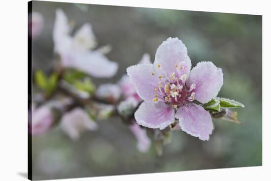 Peach tree frost covered blossom, Texas, USA-Rolf Nussbaumer-Stretched Canvas