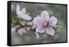 Peach tree frost covered blossom, Texas, USA-Rolf Nussbaumer-Framed Stretched Canvas