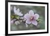 Peach tree frost covered blossom, Texas, USA-Rolf Nussbaumer-Framed Premium Photographic Print