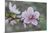 Peach tree frost covered blossom, Texas, USA-Rolf Nussbaumer-Mounted Premium Photographic Print