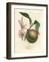 Peach Tree with Ripe Fruit and Pink Blossom, Amygdalus Persica-James Sowerby-Framed Giclee Print