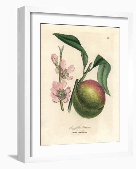 Peach Tree with Ripe Fruit and Pink Blossom, Amygdalus Persica-James Sowerby-Framed Giclee Print