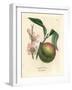 Peach Tree with Ripe Fruit and Pink Blossom, Amygdalus Persica-James Sowerby-Framed Giclee Print