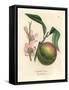Peach Tree with Ripe Fruit and Pink Blossom, Amygdalus Persica-James Sowerby-Framed Stretched Canvas