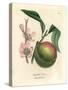 Peach Tree with Ripe Fruit and Pink Blossom, Amygdalus Persica-James Sowerby-Stretched Canvas