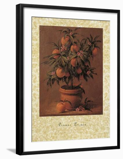 Peach Tree-Joaquin Moragues-Framed Art Print