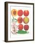 Peach-null-Framed Art Print