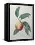 Peach-Pierre-Joseph Redoute-Framed Stretched Canvas