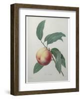 Peach-Pierre-Joseph Redoute-Framed Art Print