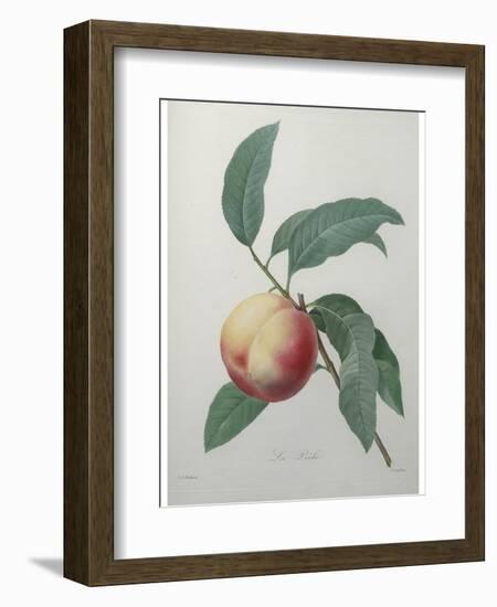Peach-Pierre-Joseph Redoute-Framed Art Print