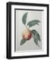 Peach-Pierre-Joseph Redoute-Framed Art Print