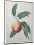 Peach-Pierre-Joseph Redoute-Mounted Art Print