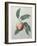 Peach-Pierre-Joseph Redoute-Framed Art Print