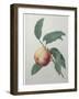 Peach-Pierre-Joseph Redoute-Framed Art Print