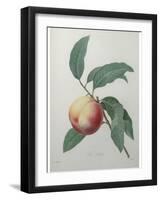 Peach-Pierre-Joseph Redoute-Framed Art Print