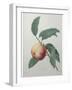 Peach-Pierre-Joseph Redoute-Framed Art Print