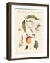 Peaches and Apricots-null-Framed Giclee Print