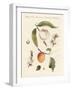 Peaches and Apricots-null-Framed Giclee Print