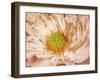 Peaches and Cream-Anna Polanski-Framed Art Print