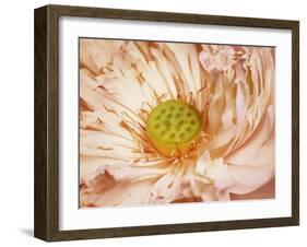 Peaches and Cream-Anna Polanski-Framed Art Print