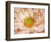 Peaches and Cream-Anna Polanski-Framed Art Print