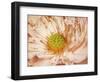 Peaches and Cream-Anna Polanski-Framed Art Print