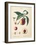 Peaches II-Wild Apple Portfolio-Framed Art Print