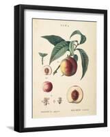 Peaches II-Wild Apple Portfolio-Framed Art Print