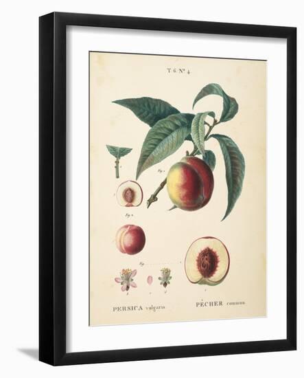 Peaches II-Wild Apple Portfolio-Framed Art Print