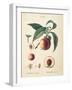 Peaches II-Wild Apple Portfolio-Framed Art Print