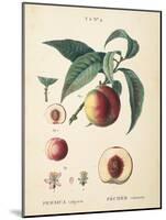 Peaches II-Wild Apple Portfolio-Mounted Art Print