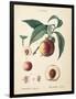 Peaches II-Wild Apple Portfolio-Framed Art Print
