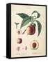 Peaches II-Wild Apple Portfolio-Framed Stretched Canvas