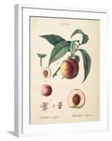 Peaches II-Wild Apple Portfolio-Framed Art Print