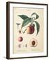 Peaches II-Wild Apple Portfolio-Framed Art Print