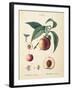 Peaches II-Wild Apple Portfolio-Framed Art Print