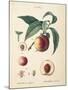 Peaches II-Wild Apple Portfolio-Mounted Art Print