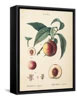 Peaches II-Wild Apple Portfolio-Framed Stretched Canvas