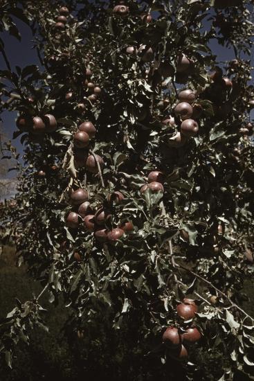 Photo, , large