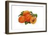 Peaches-Tim Knepp-Framed Giclee Print