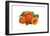 Peaches-Tim Knepp-Framed Giclee Print