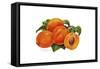 Peaches-Tim Knepp-Framed Stretched Canvas