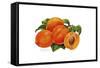 Peaches-Tim Knepp-Framed Stretched Canvas