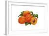 Peaches-Tim Knepp-Framed Giclee Print