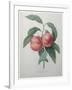 Peaches-Pierre-Joseph Redoute-Framed Art Print